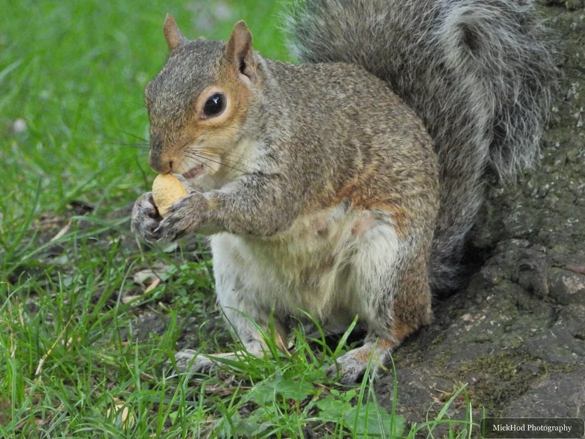 Eastern grey squirrel