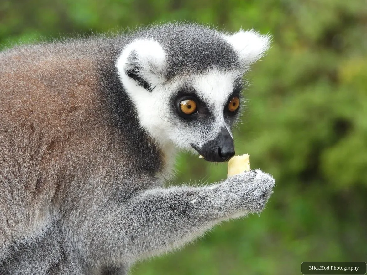 Ring-tailed lemur