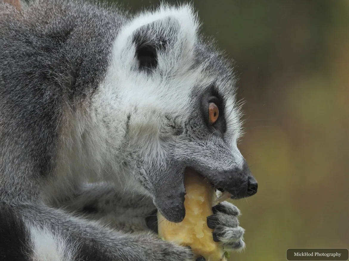 Ring-tailed lemur