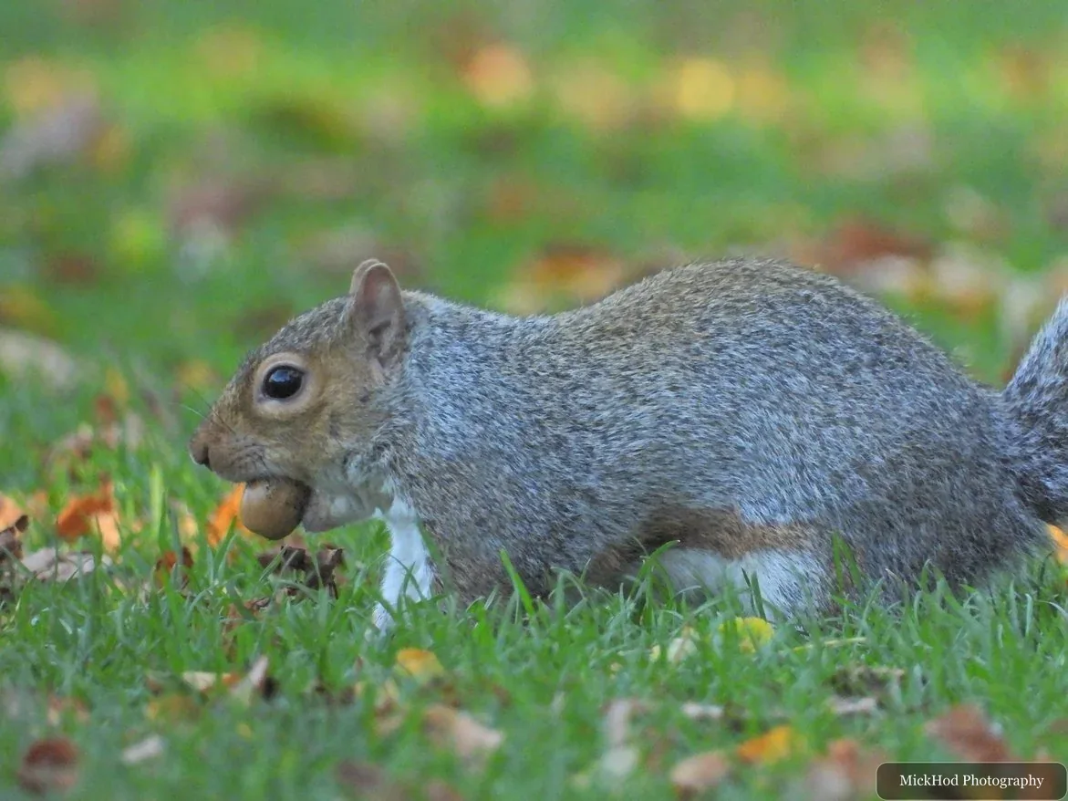 Eastern grey squirrel