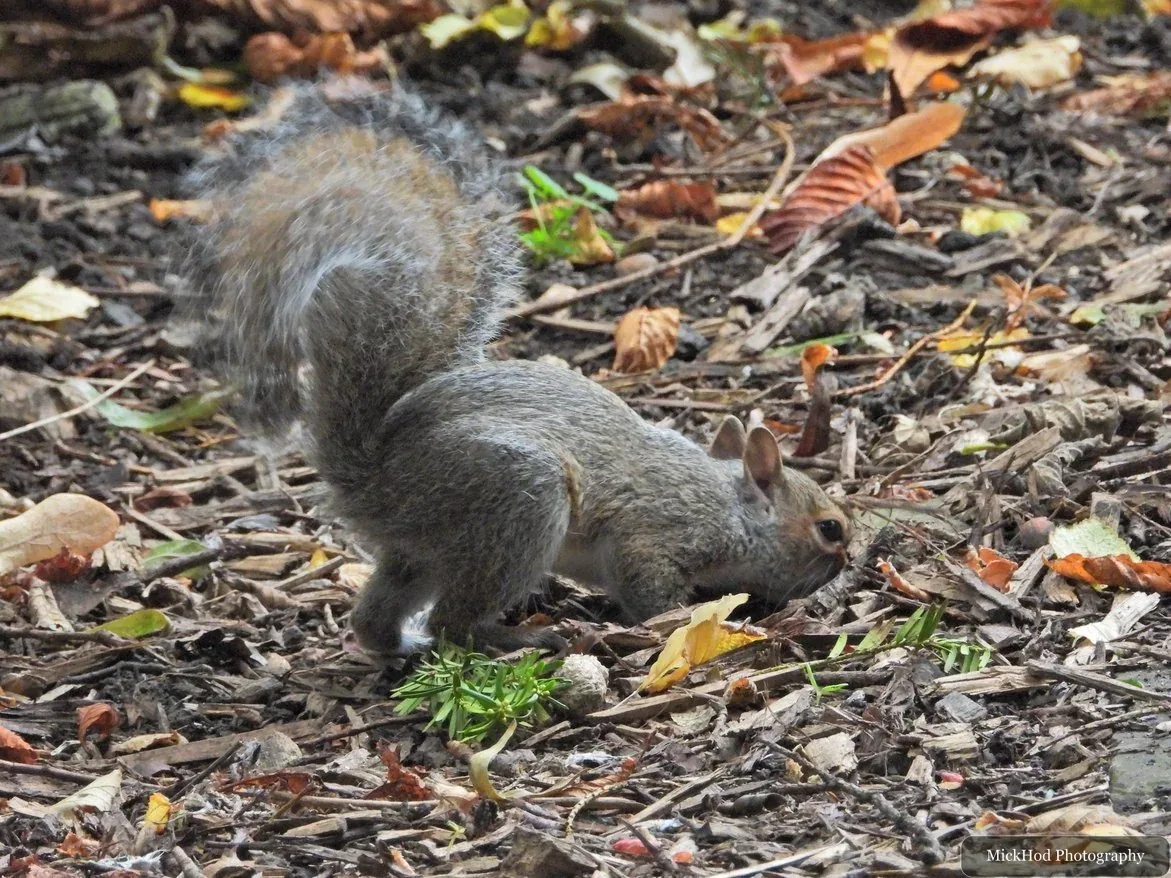 Eastern grey squirrel