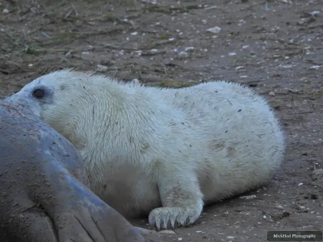 A white-coated grey seal pup rests on the muddy shore.