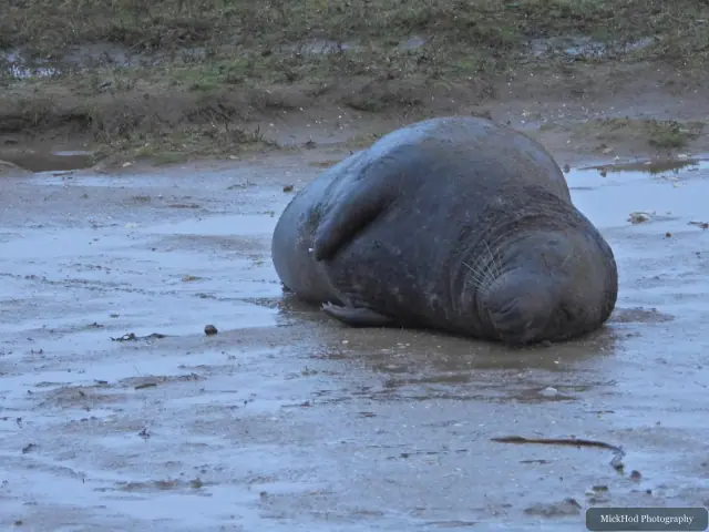 An adult grey seal lies curled up on the wet sand.