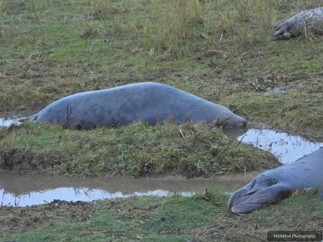A grey seal rests in the grass beside another seal.