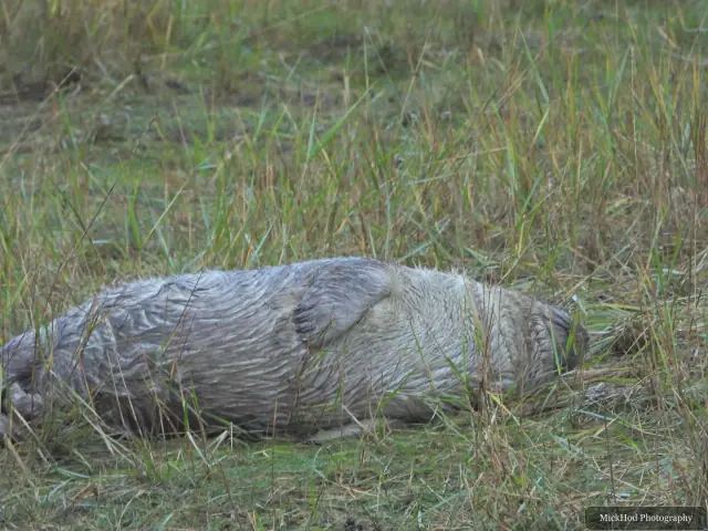 An adult grey seal lies stretched out in the grass.