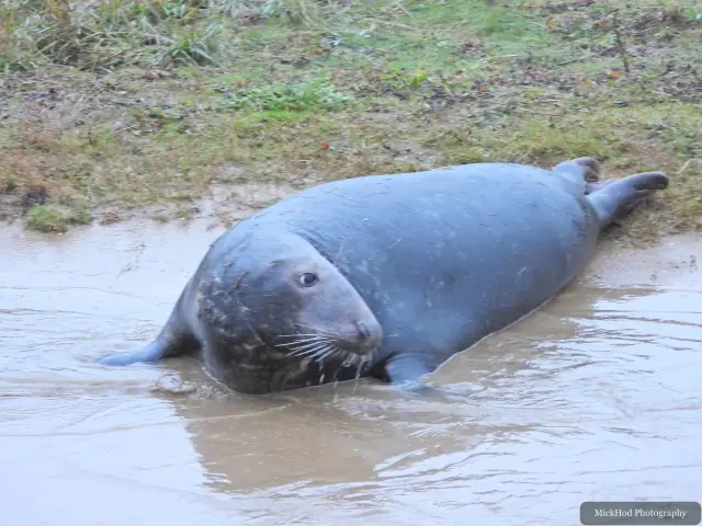 A grey seal lifts its head from a shallow pool on the shore.