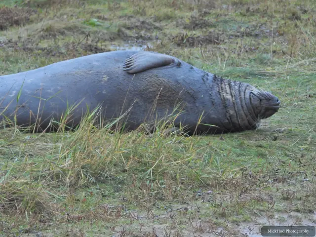 An adult grey seal rests on the grass beside the tidal channel.