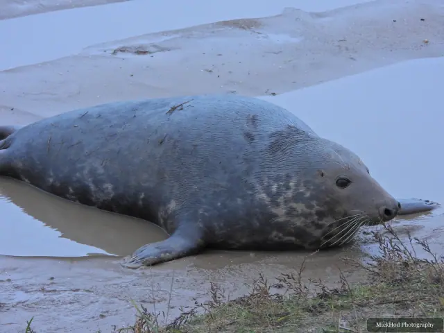 A grey seal lies on the sand with its head turned towards the camera.
