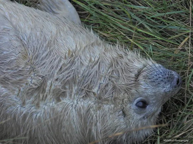 A close portrait shows the whiskers and dark eyes of a grey seal.