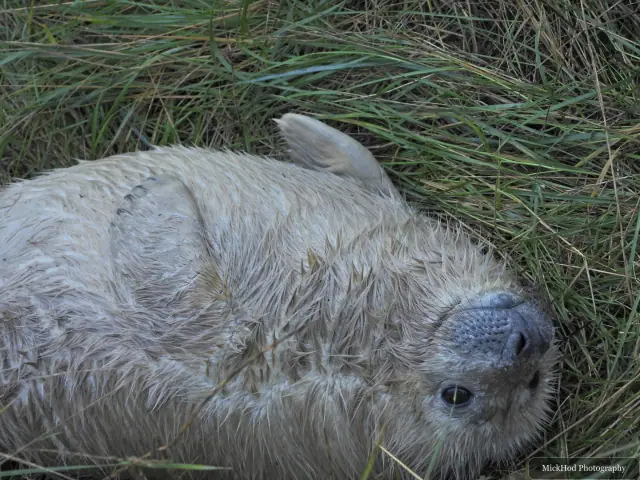 A white-coated grey seal pup sleeps in the long grass.
