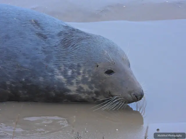 A grey seal rests with its muzzle close to the wet sand.
