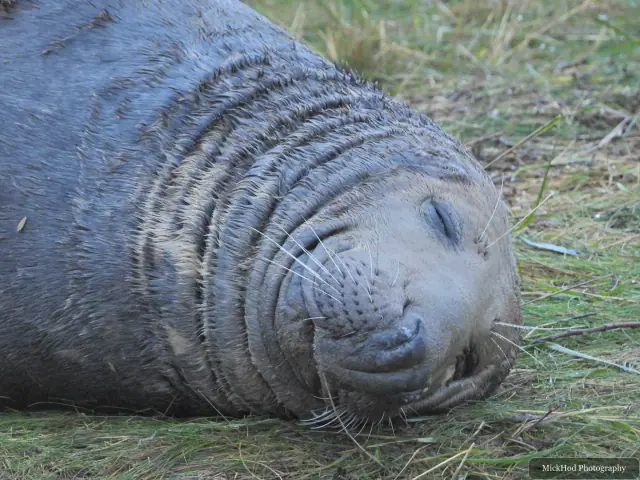 A grey seal lies on its back on the grassy shore.