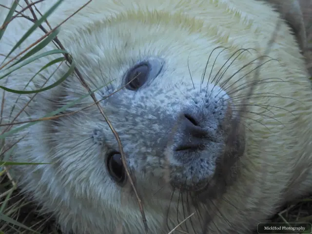 A resting grey seal pup looks towards the camera.