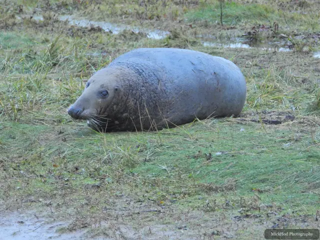 A grey seal rests alone on the grass above the beach.