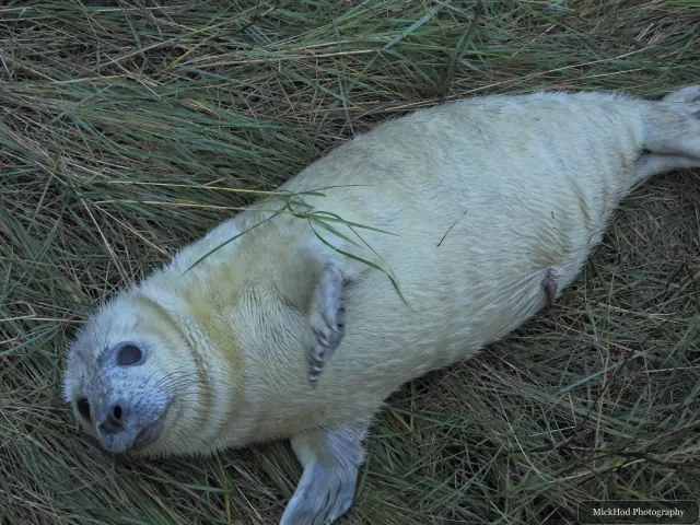 A white-coated pup stretches out in a sheltered patch of grass.