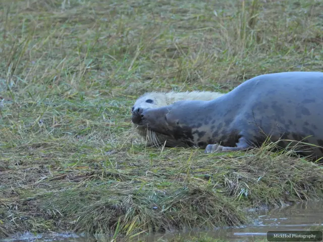 A grey seal rests at the edge of the shallow water.