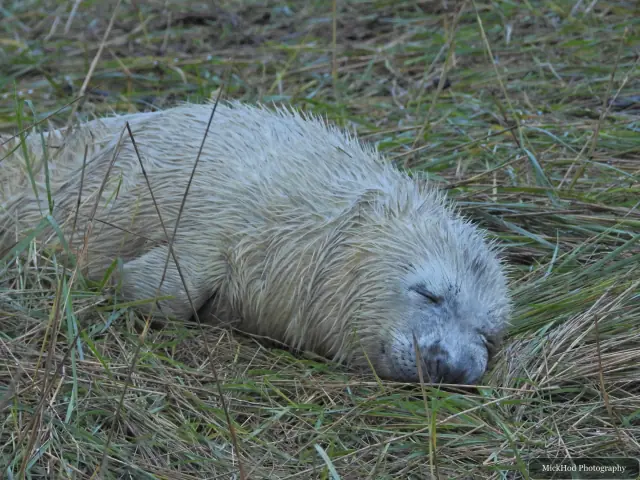 A seal pup lies tucked into the long grass.