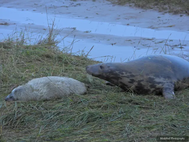 A white-coated pup rests beside an adult grey seal.