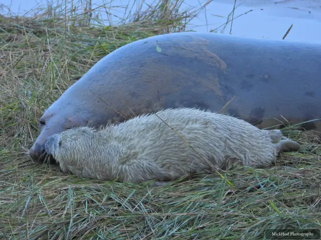 A grey seal pup presses close to an adult resting on the shore.