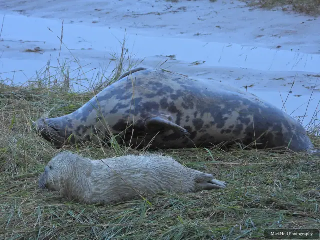 An adult grey seal rests beside its white-coated pup.