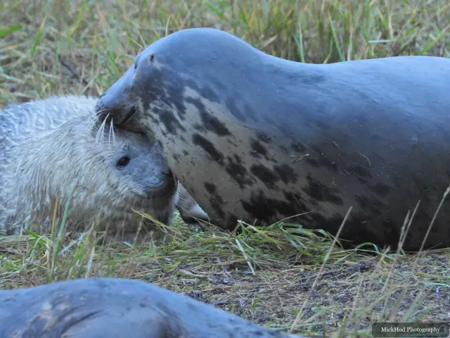 An adult seal leans over a pup resting in the grass.