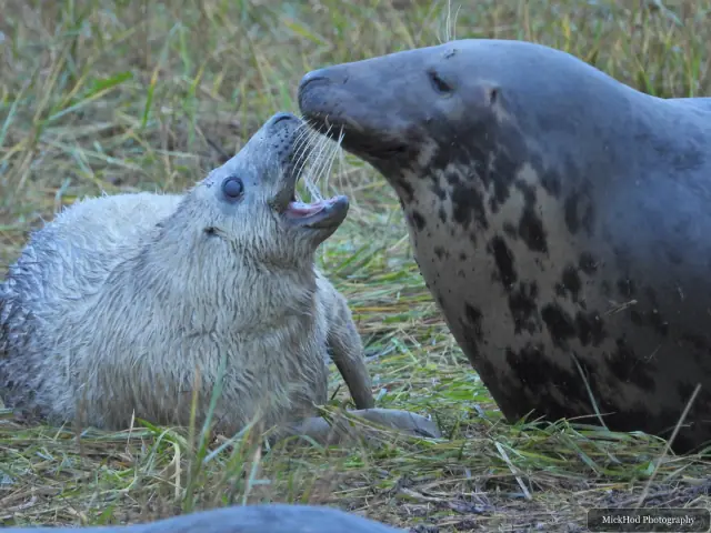 Two grey seals touch noses on the grassy shore.