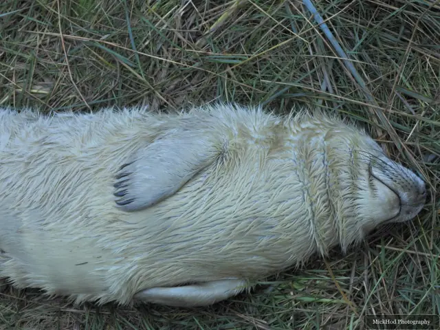 A grey seal pup lies on its side in the grass.