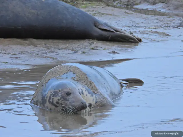 A grey seal paddles through a shallow pool near the beach.
