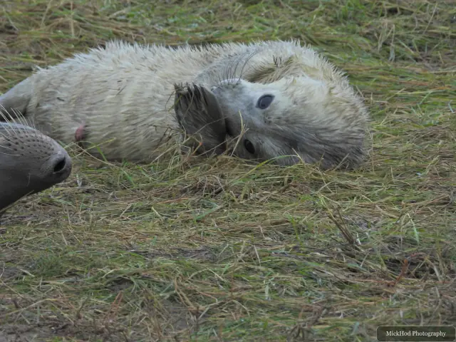 A pup rests beside an adult grey seal in the grass.