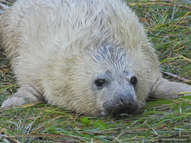 A close view of a grey seal pup resting on the shore.