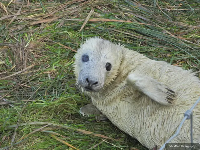 A young grey seal lies in the grass with one flipper raised.