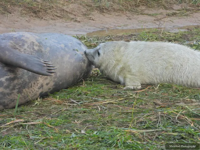 A pup leans against an adult grey seal on the shore.