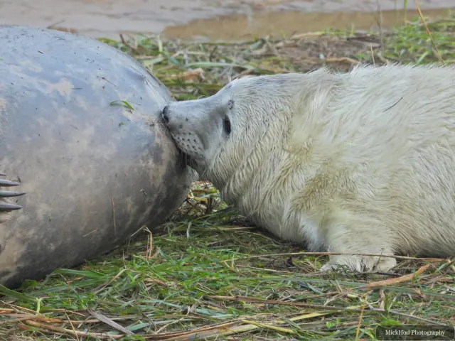 A young seal nuzzles an adult resting in the grass.