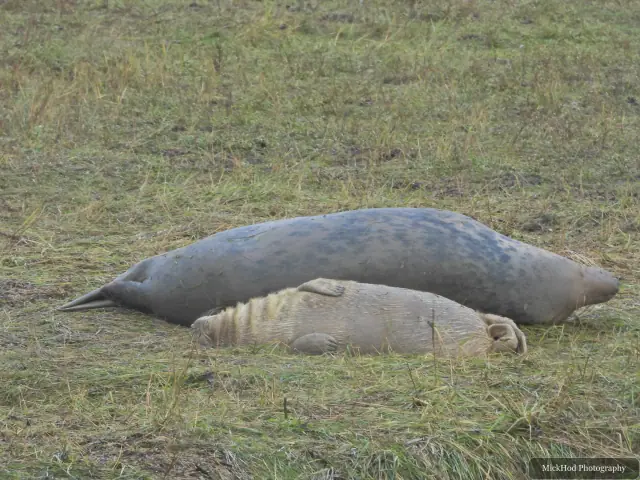 Two grey seals rest together on the muddy shore.