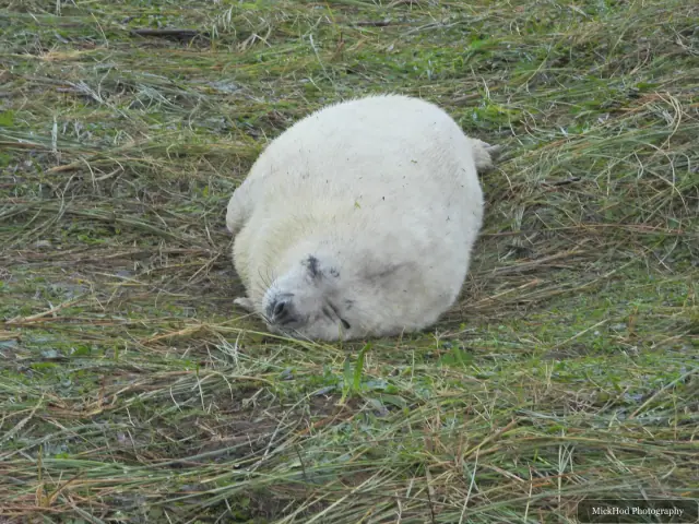 A young grey seal rests alone on the grass.