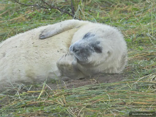 A grey seal pup lies beside an adult on the shore.