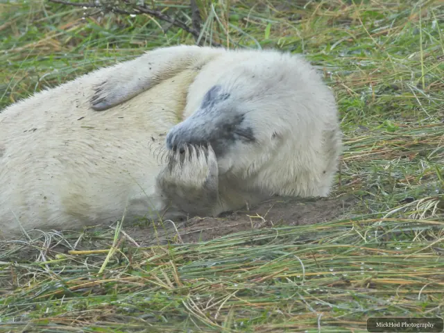 A seal pup rolls onto its side while resting in the grass.
