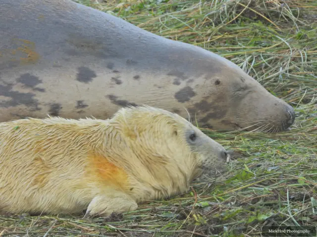 A grey seal pup rests in front of an adult seal.