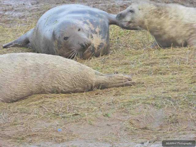 A pup reaches towards an adult grey seal resting beside it.