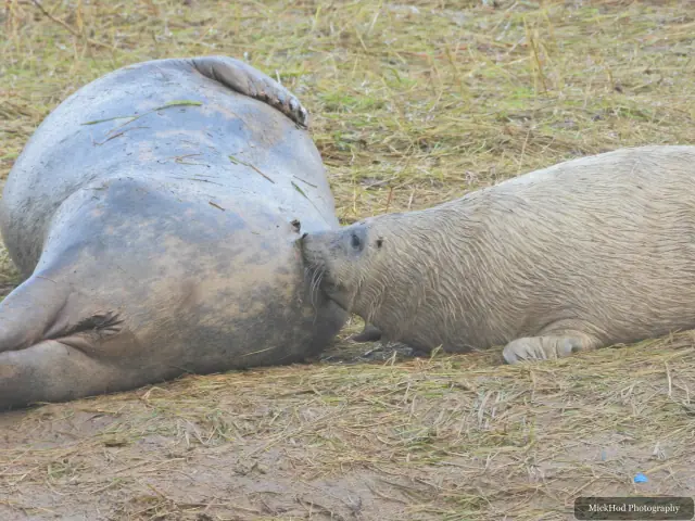 An adult grey seal lies stretched out on the shore.