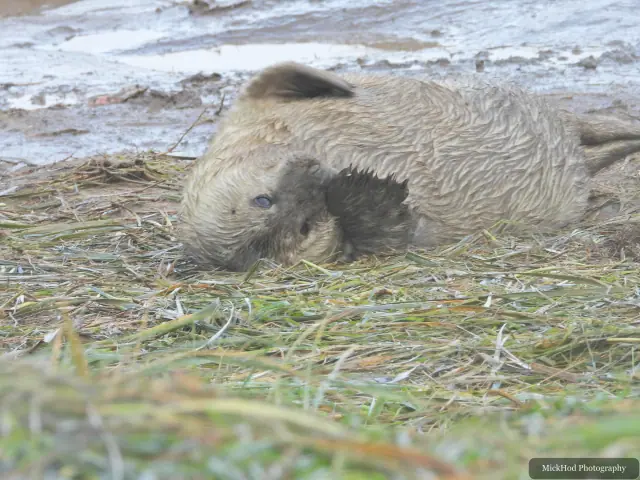 A pup nestles beside a larger grey seal.