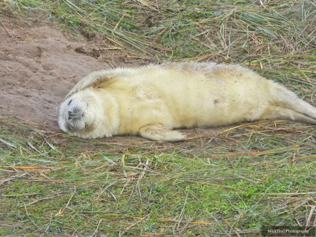 A white-coated pup lies on the grass near the beach.
