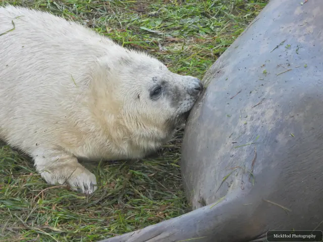 A seal pup presses its nose against an adult seal.