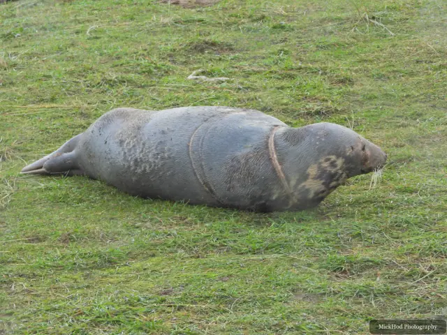 A grey seal lies resting on the muddy shore.