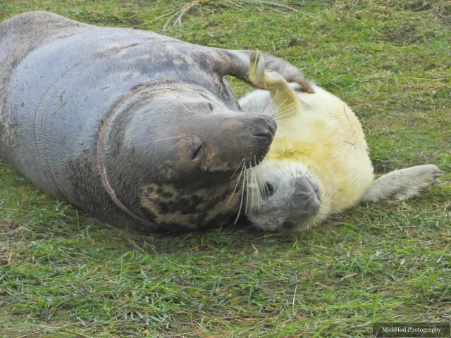 An adult and pup rest close together on the grass.