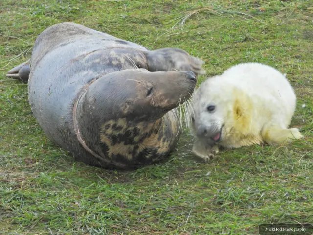 A pup sits beside an adult grey seal on the beach.