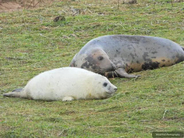A pup rests in front of two larger grey seals.
