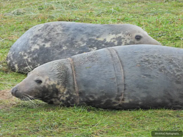 Two adult grey seals rest together on the shore.