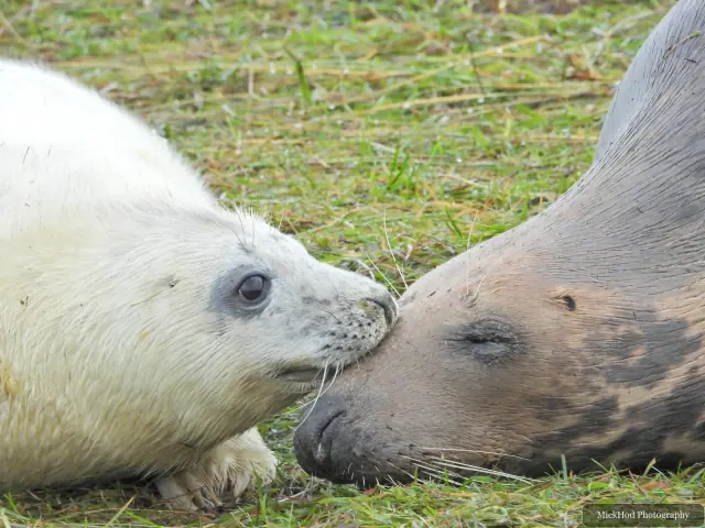 Two grey seals meet nose to nose in the grass.