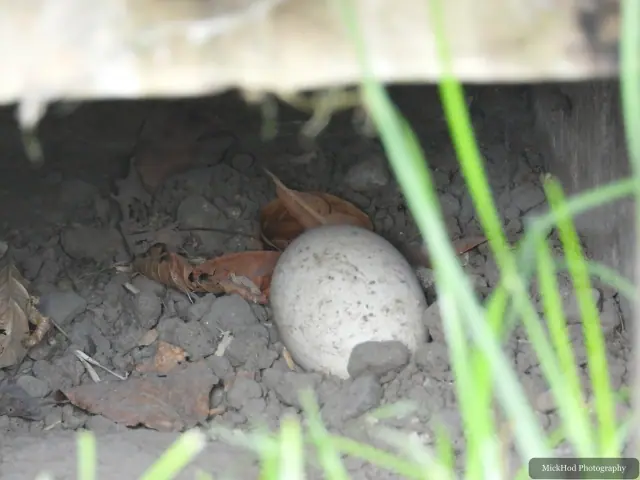 A pale egg lies in a shallow nest beneath a shelter.